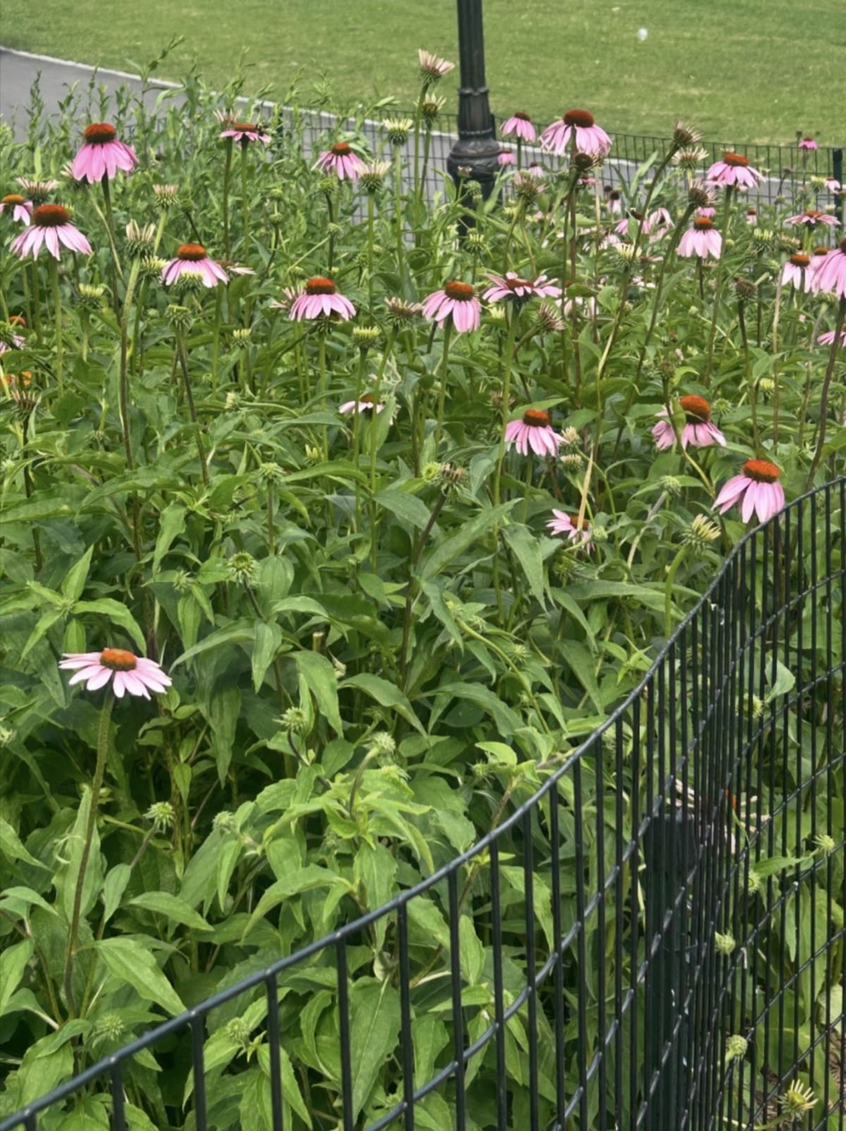 "A bunch of mini pink flowers in Central Park"